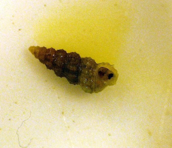 Bittium problematico